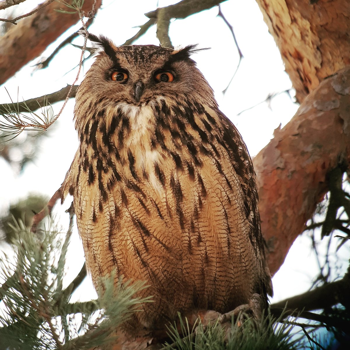 Club300_SE's tweet photo. Fin obs av berguv i Solna idag, det är sällan dem visar sig så här öppet. Många passade på att kryssa, årskryssa eller bara spana in Sveriges största uggla. (foto Yvonne Blombäck) #berguv #Bubobubo #EagleOwl #birding #Club300 #obsbok https://t.co/bItDbdurDa