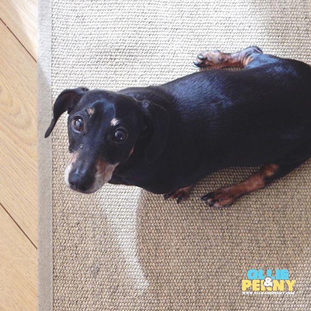 ollieandpenny's tweet photo. Don't mind me. ๐๐ถ Ill just plonk myself here while i wait on that treat you said you were getting me. ๐คท๐ปโโ๏ธ๐๐พ #sausagedogproblems #dogs #ollieandpenny https://t.co/jflv73JcFf