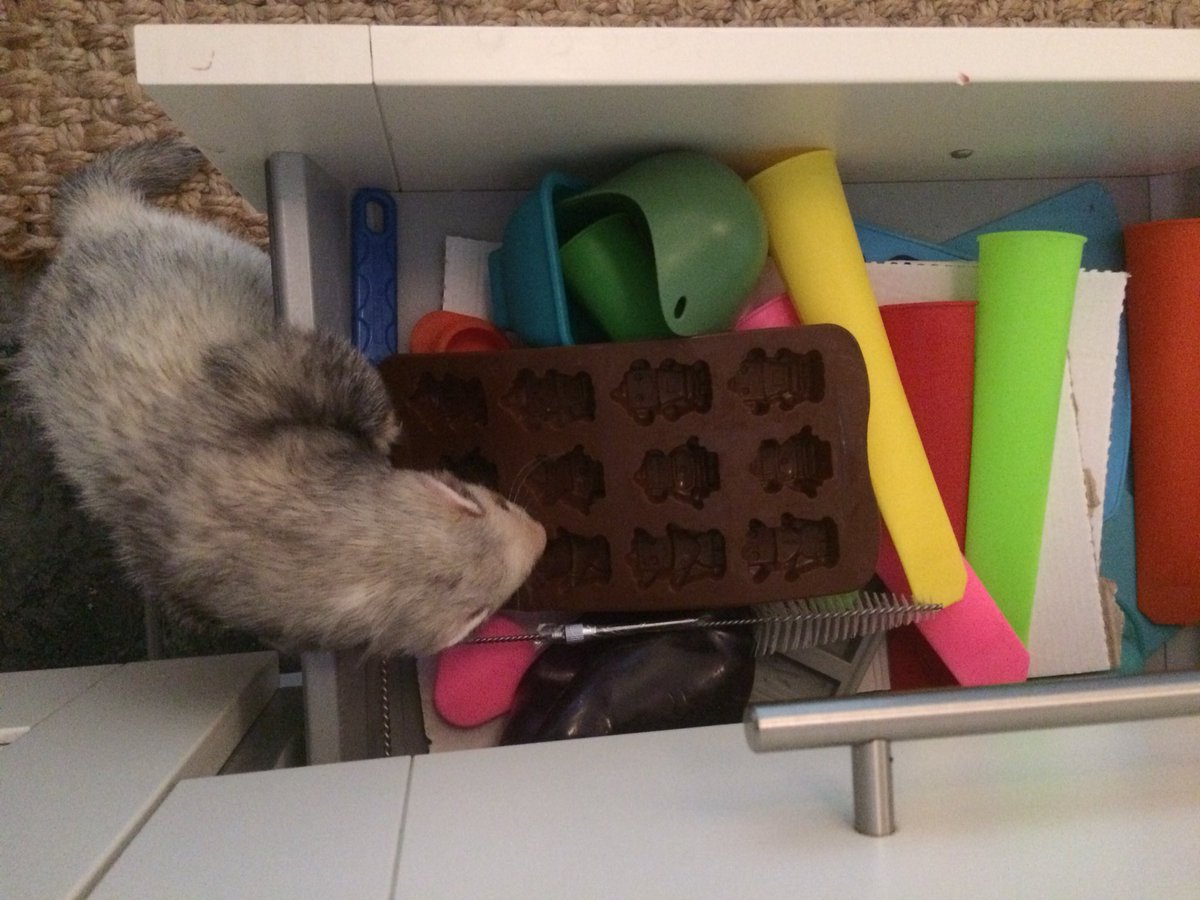 SocksTheNoodle's tweet photo. I found the silicon drawer in the kitchen! I choose.... the robots! #MineNow #FerretRules https://t.co/2SGMhhxYKh