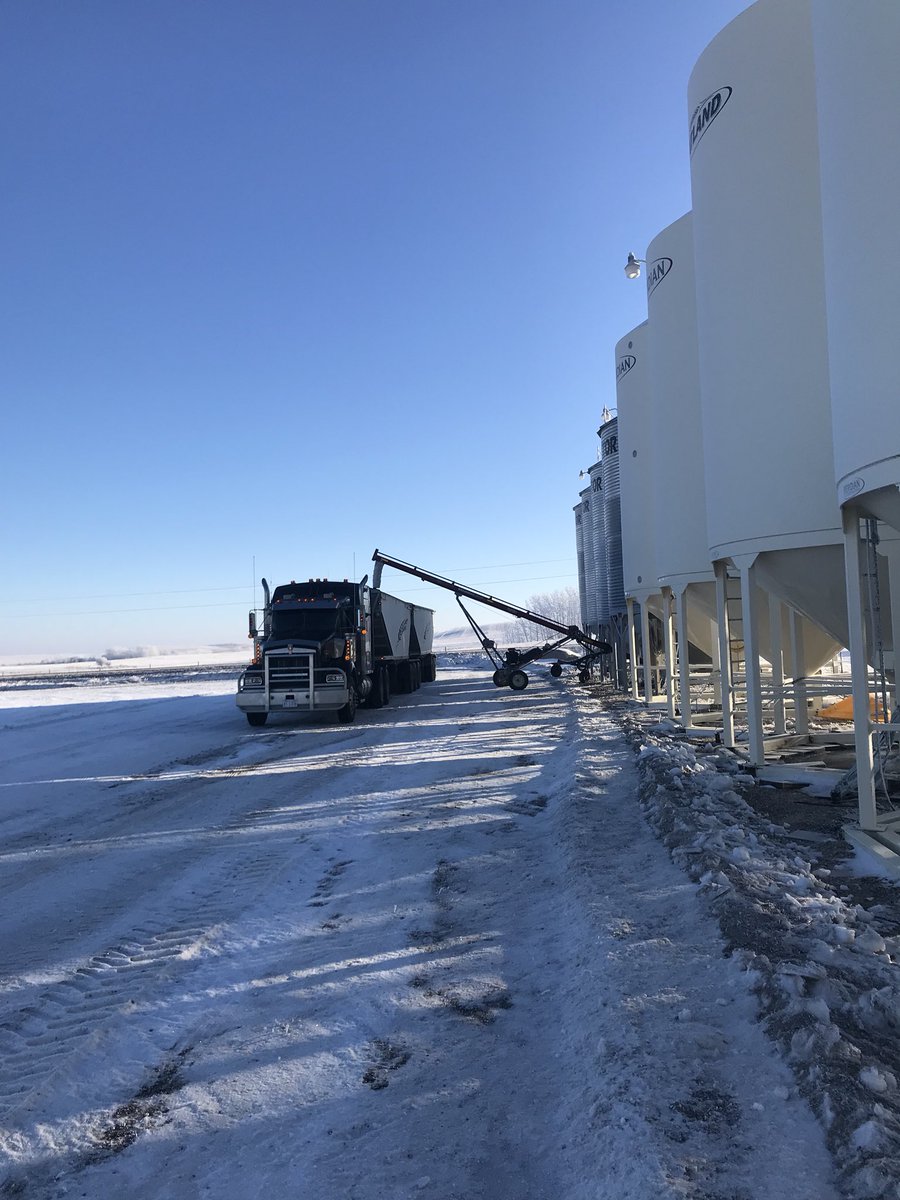 Beautiful morning for hauling some canola <a href="/randygilchrist1/">Randy Gilchrist</a> <a href="/R_Gilly_18/">Ryan Gilchrist</a>