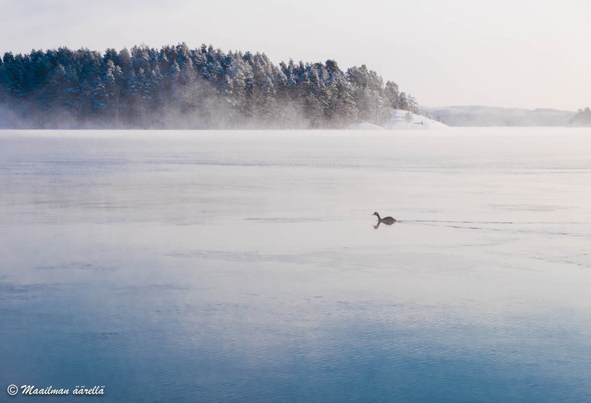 Maailmanaarella's tweet photo. Perfect winter day in Savonlinna. #silkkiuikku #nature #VisitFinland #winter #savonlinna https://t.co/HJFjES0gut