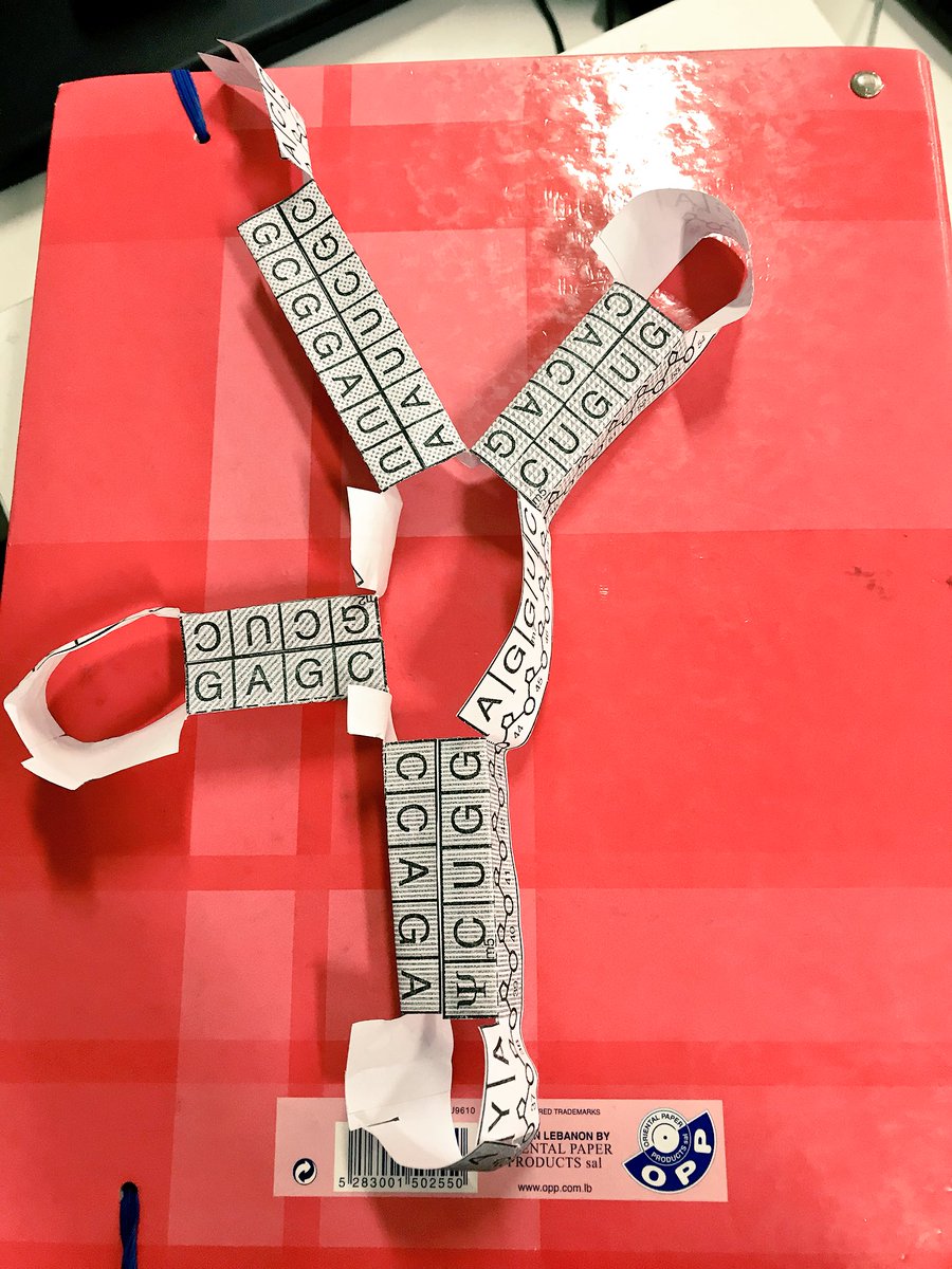RoweidaB's tweet image. The magical 3D structure of tRNA: students learn how to model and understand its details #ibbio #AHL #topic7 @monamajzoub @Hhhsinfo