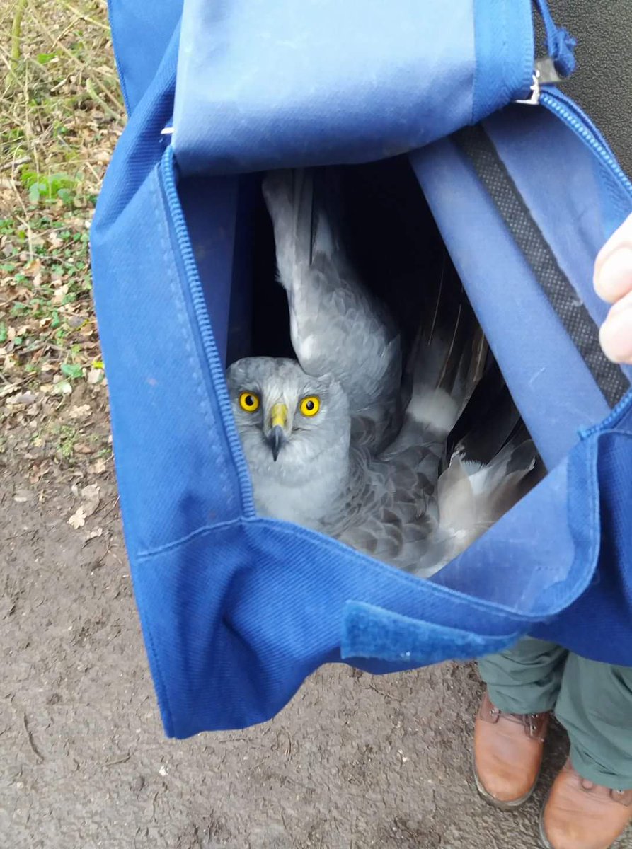 Found in a layby by friends visiting  Norfolk. Now being look after and hopefully returned to fitness 😁