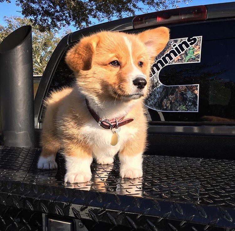 Забавный щенок. Красивый прикольный щеночек. Щенок был смешным и. Смешные собачки. Вельш-корги.