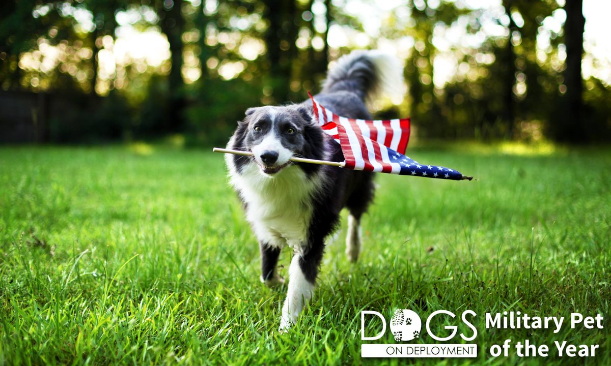 Dogs on Deployment tweet media