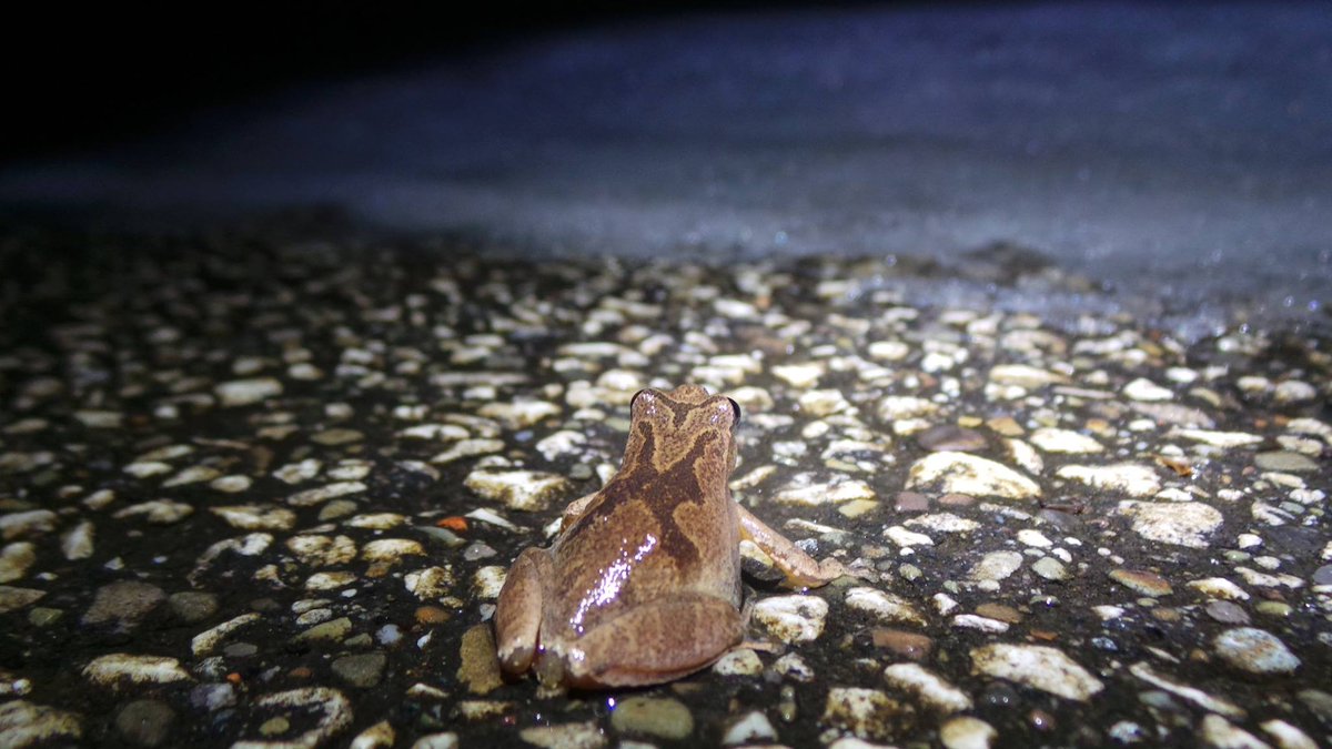 beherecleveland's tweet image. Unusual winter weather has caused a small, early emergence of #springpeepers throughout Cleveland Metroparks. Hopping out of his winter residence, this tiny peeper found himself face to face with a wall of melting snow. 🐸