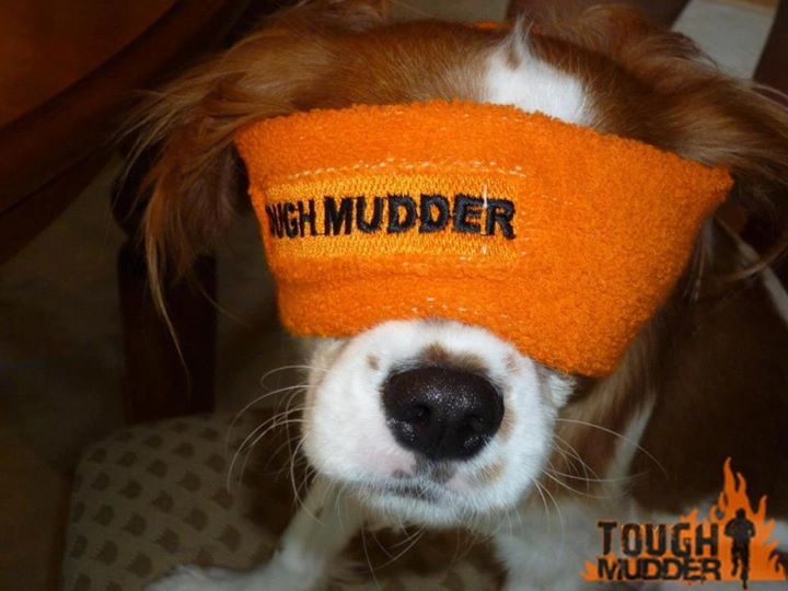 ToughMudder's tweet photo. It doesn't get any tougher than this. #RuffMudder #MyRuffPup https://t.co/Rj1mWq38wM