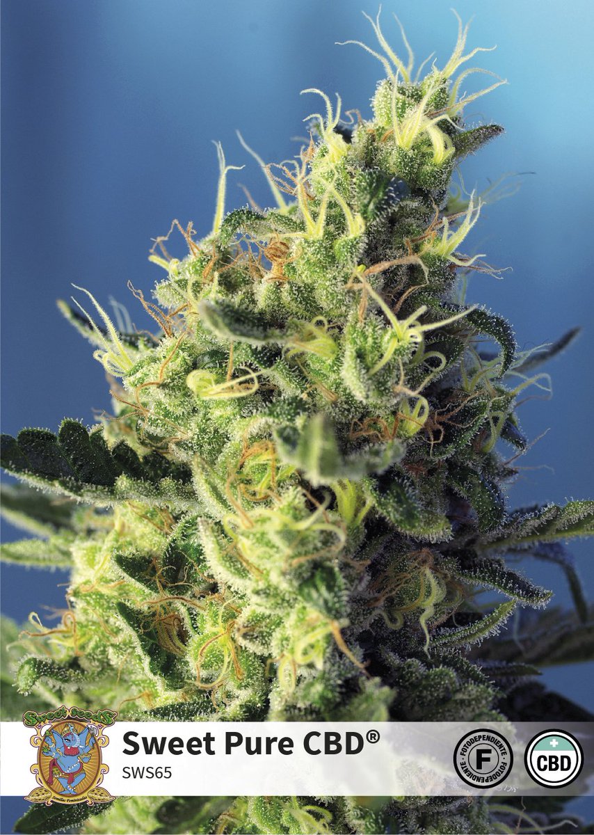 sweetseeds_es's tweet photo. 🎁☘️ TODAY GIFT with the purchase of Sweet Pure CBD® (SWS65) in our store or online shop, an official Sweet Seeds® shirt and a grinder!!
↪️https://t.co/qYTNCPyRwm
#SweetSeeds2018 #TheCannabisExperience #SweetPureCBD
* Valid until 00.00h🇪🇸 where we make direct shipments https://t.co/CKXPkmdcD3