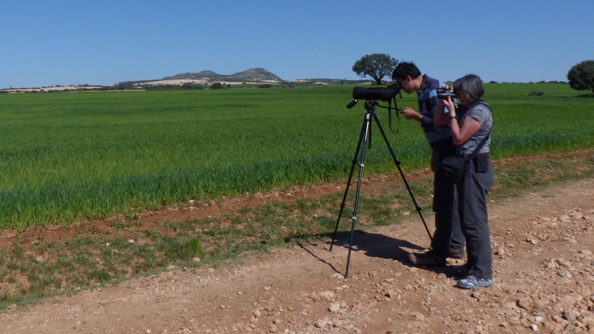 Nuestros clientes y equipo de guías llevamos un año disfrutando de la calidad de los prismáticos y telescopios #Minox. <a href="/ExcopesaNatura/">Excopesa Natura</a> Foto: Buscando Sisones en la Mancha