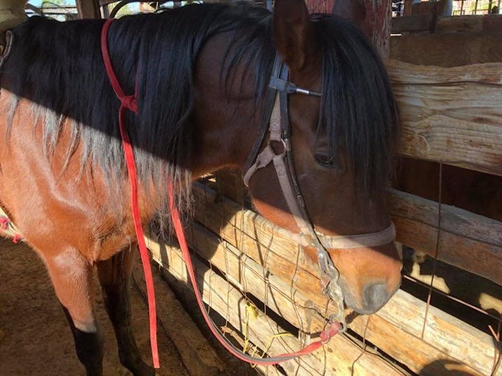 Sad skinny stud facing slaughter pipeline. Please help! PP: Rescue@hicaliber.org