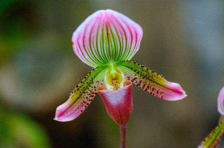 SBOrchidShow's tweet photo. Up close and personal with a Slipper Orchid (Paphiopedilum) #SBIOS #SantaBarbara #SantaBarbaraCounty #santabarbarastrong #orchids https://t.co/SKaF7Mdx4O