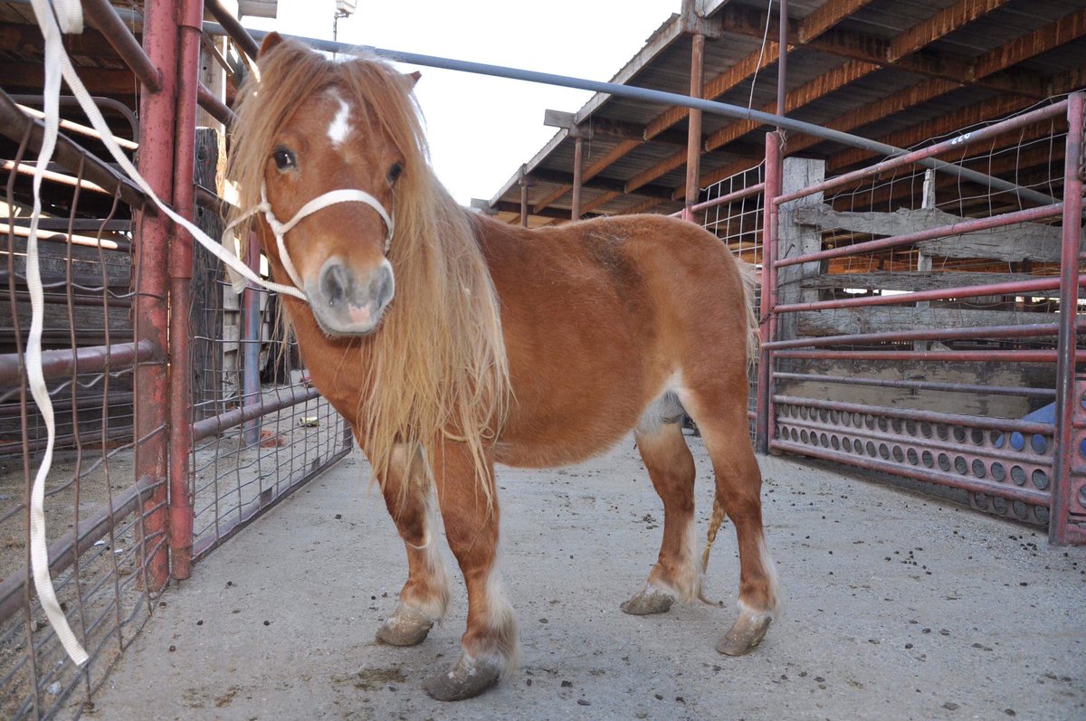 So tiny and facing a scary and uncertain at auction. Help us save lives today: PP: rescue@hicaliber.org