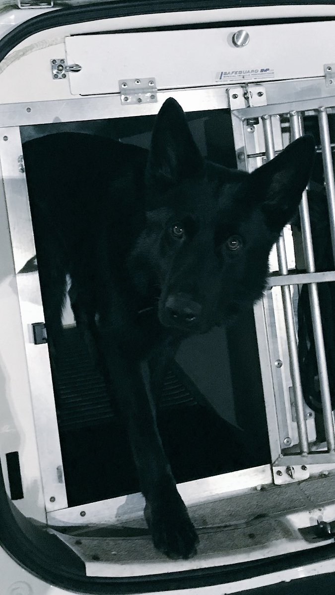 2/2 Pursuit and decamp in @TVP_Slough Iggy tracks from where male was last seen and into a garden up to a compost bin, where he finds the driver hiding #Nicked #TheNoseKnows #DontDitchTheDogs