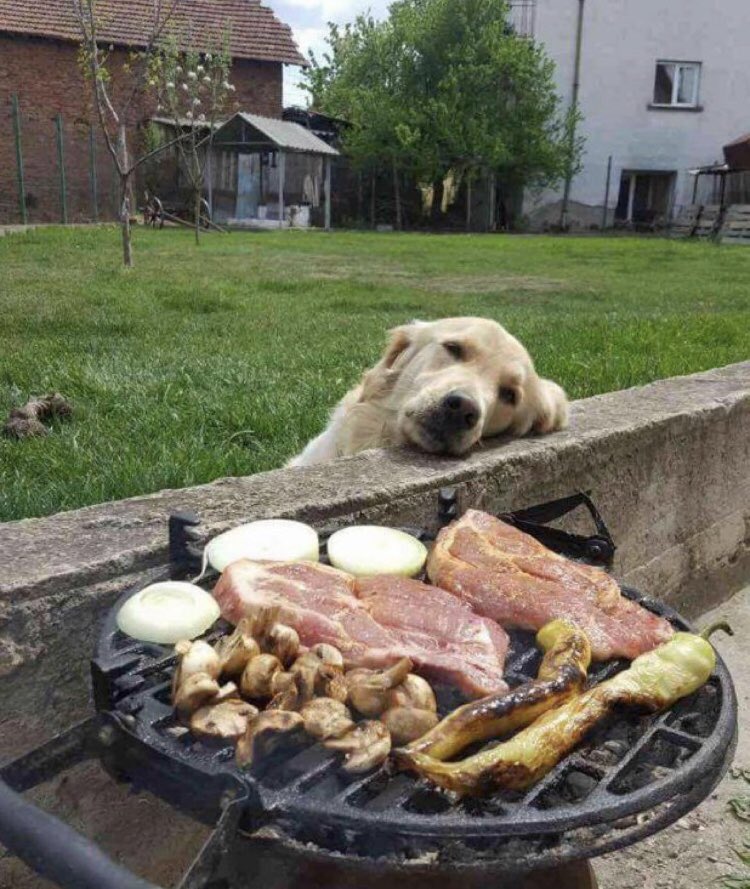 atrperrito's tweet photo. Quédate con alguien que te mire así https://t.co/vUKP4Aar9C