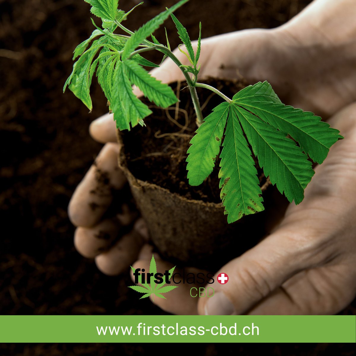 firstclassCBD's tweet photo. #WEF18 Please think a bit about #cannabis Please think what cannabis can be #useful for our #planet, #humans, #animals and our #environment #Please ! #LegalizeIt !
#firstclasscbd #firstclasscannabis
#change #ThinkTank #flower #flowerforyou https://t.co/M3xPrKFchC