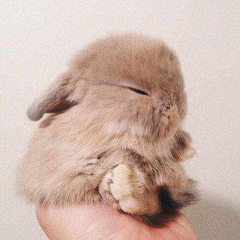 yourfavsaspets's tweet photo. — ariana as a bunny 🐰 https://t.co/pXYCoFoiyF
