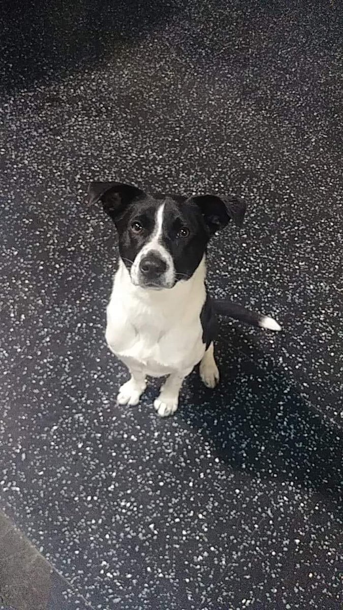 ADogsDayOut's tweet photo. Hello from Libby at #ADogsDayOut in #SpringfieldVA! #happydog #mixedbreed #doggo https://t.co/mptS2V9MKI