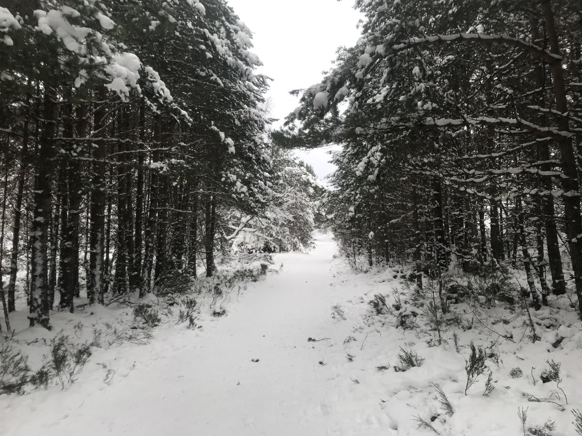 No better place to be in winter than the Cairngorms. #GlenMore #forest <a href="/VisitCairngrms/">VisitCairngorms.com</a> <a href="/VisitScotland/">VisitScotland</a> #winter #snow