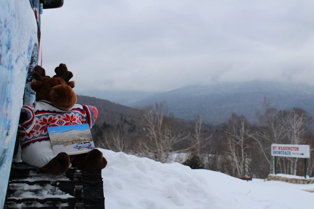 whitemts's tweet photo. Rare moose sighting on the #mtwashautoroad. Have you experienced the Snow Coach? #whitemountains #greatglentrails #snowcoach #morristhemoose https://t.co/PsL1kENylO