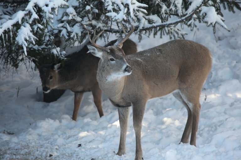 Check out these three late-season deer hunting tips any hunter can benefit from using. bit.ly/2E3eM2R