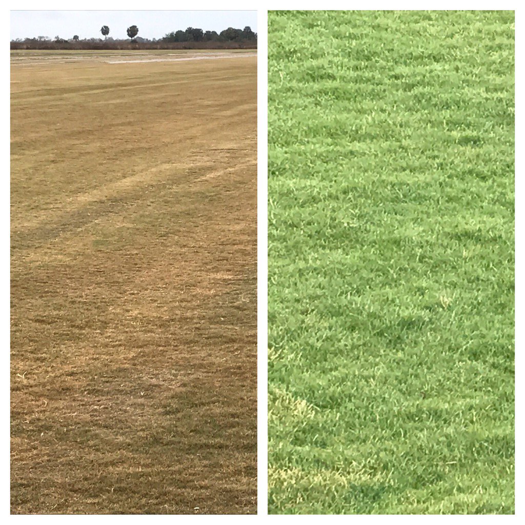 Same location, different grass types reaction to cold .