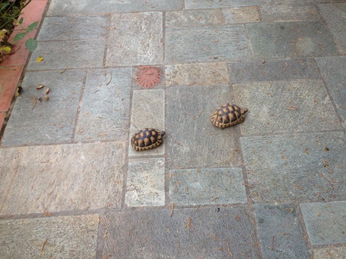 Προβολή εικόνας στο Twitter