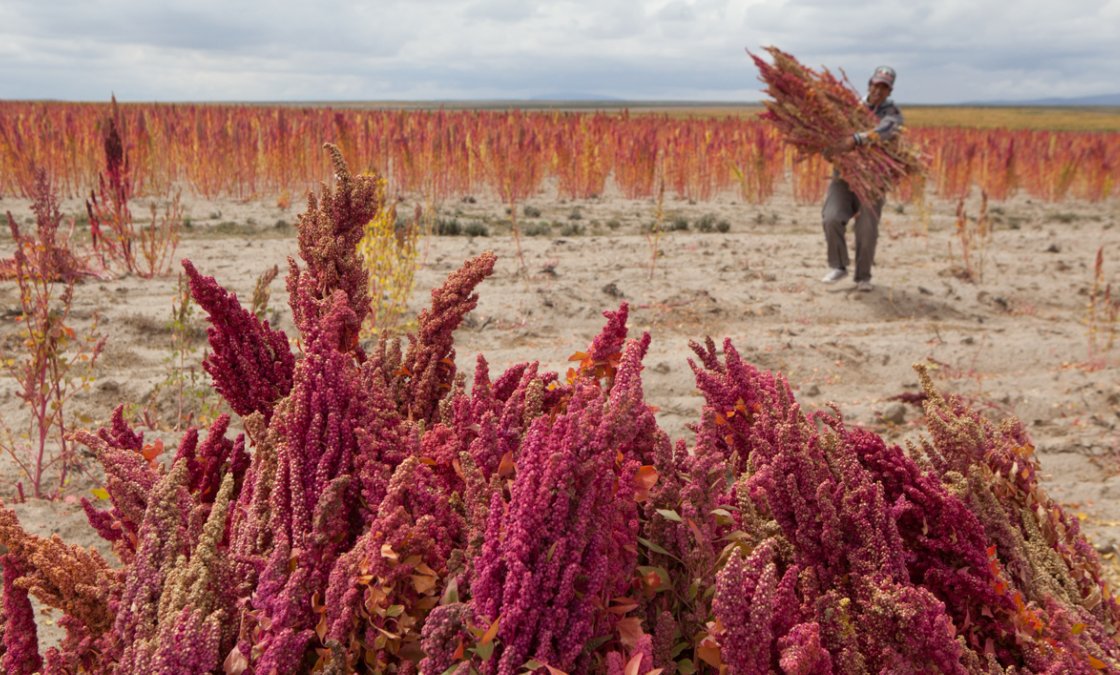 AJEnglish's tweet photo. Ever wondered how quinoa is grown? We take you through the production process: https://t.co/2a3B1BLuix https://t.co/egPFgSHaL6