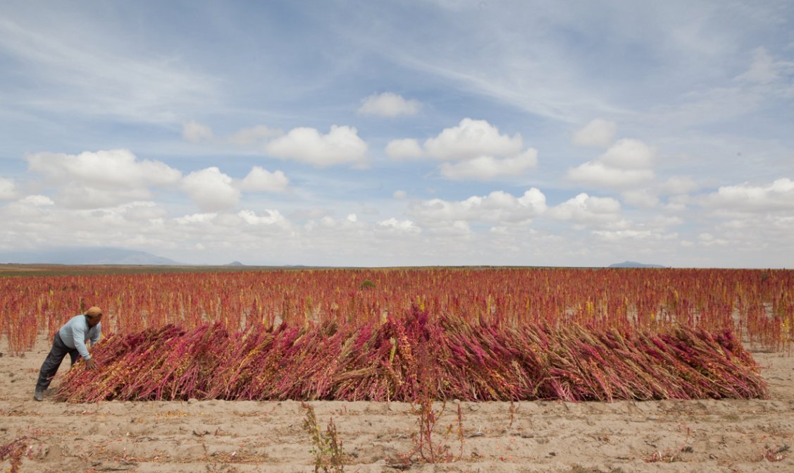AJEnglish's tweet photo. Ever wondered how quinoa is grown? We take you through the production process: https://t.co/2a3B1BLuix https://t.co/egPFgSHaL6