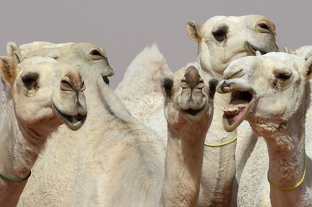 A "camel beauty contest" had to disqualify 12 camels for using botox bzfd.it/2F6gzTR