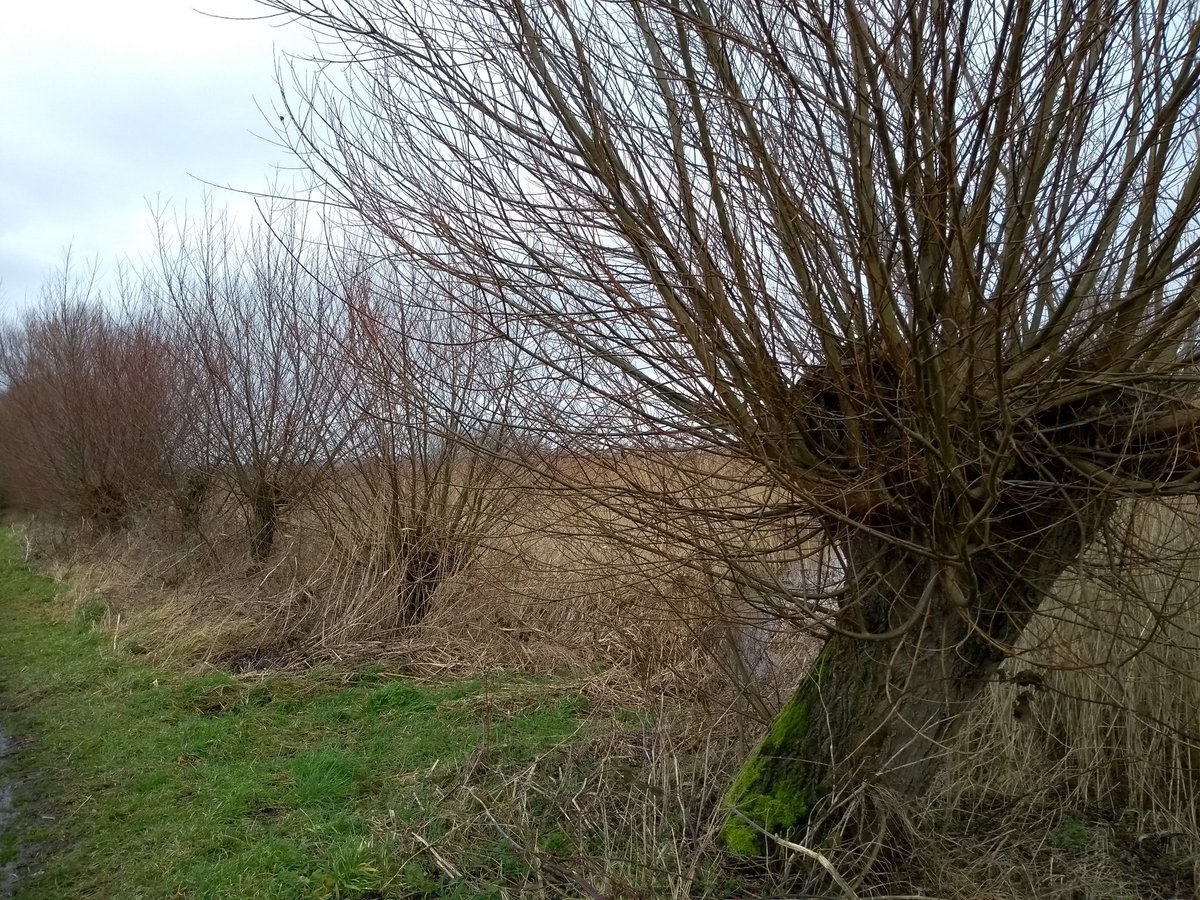 Wildlife hero of the week: Mark Blake <a href="/SomersetWT/">Somerset Wildlife Trust</a> cares for glorious Avalon Marshes fine-tuning the water levels so that beautiful snipe delight those who wait (one below, really!) and eels can travel up weird looking brushes and move across Somerset Levels... stunning work!