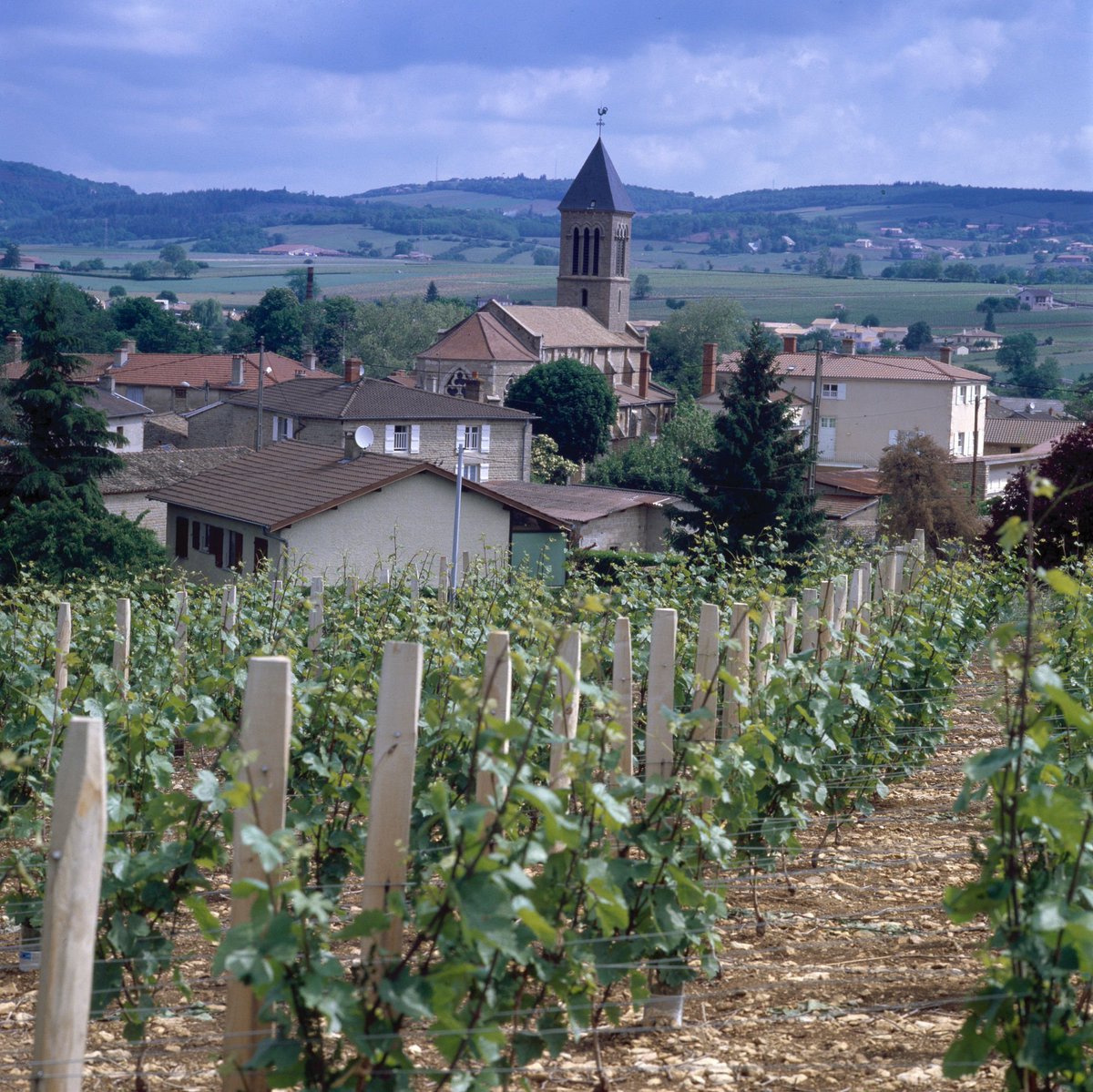 BourgogneWines's tweet photo. Do you know @AOCSaintVeran that will be under the spotlight this weekend for the #SaintVincenttournante in #Bourgogne? If not, check here for more details: https://t.co/Q9XHEm1fqC. #Burgundy #wines #SaintVeran #weekend https://t.co/DnYZBIDCle