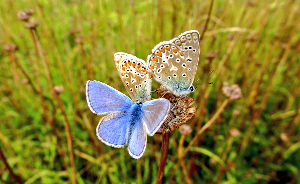 WildYourGarden's tweet photo. We think that #conservation starts in our own back gardens. RT if you think more should be done with the #gardens of the UK to help our #wildlife. Given a chance, #nature bounces back, even in the smallest of gardens. #wildlifegarden https://t.co/HKNhGpQWnL
