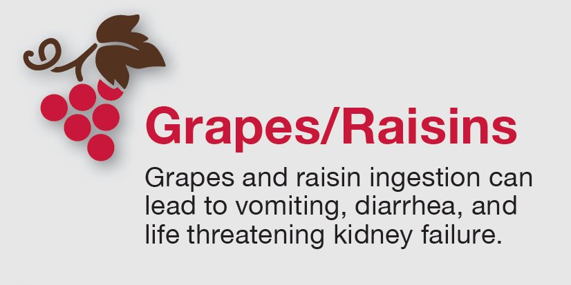 CalVetSpec's tweet image. Grapes are a delicious treat, and they may seem like a good idea for our pets, but they are very toxic to them. #toxictuesday #petsafety #safeholidays
