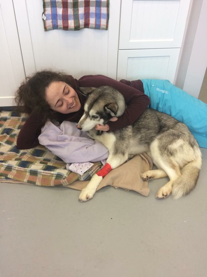 NARVS_NL's tweet photo. Read what board member Chloe (Registered Vet Tech) had to say about our Labrador clinics, especially in relation to her profession.

https://t.co/MBPZ3o1qTS

#vettech #vetmed #husky #dog #newfoundlandandlabrador #snowdog #veterinary #veterinarytechnician #canada #nl #dogs https://t.co/Km7vQLJwNb