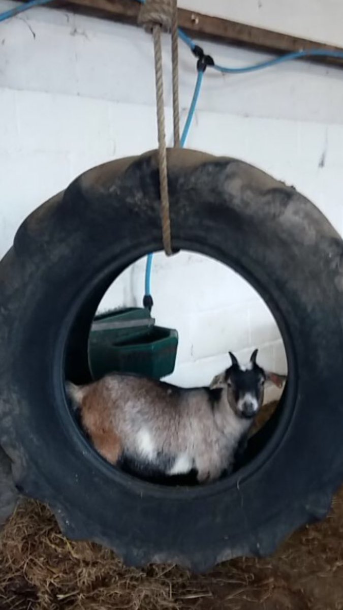 One of the little pygmy goats hanging out looking forward to a ‘goodyear’ 😆 #pygmy #goat #play #Goodyear #tyre #swing