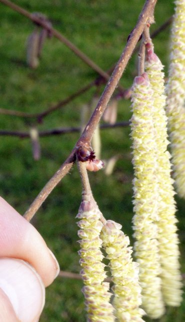 RHSPressOffice's tweet photo. Male catkins and little female flowers on filberts. Fertilisation is delayed for four months after pollination. #unusual #windpollinated https://t.co/xaEYAR2xay