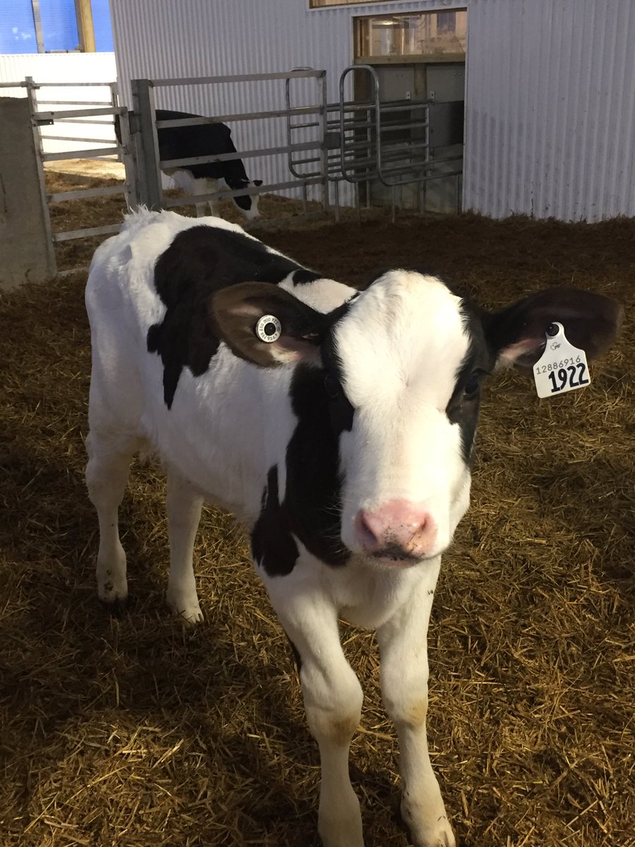 Almalee lambda Carmel got her genomics back today. She’s the highest ranked homebred heifer at the farm <a href="/STgenCanada/">STgenetics Canada</a> she’s the kinda of cow we strive for. #balance 3446dgvlpi 1175milk 111fat .62% 61prot .20% 12 type 11udc 9FL 2.74 scs 111 daughter fertility