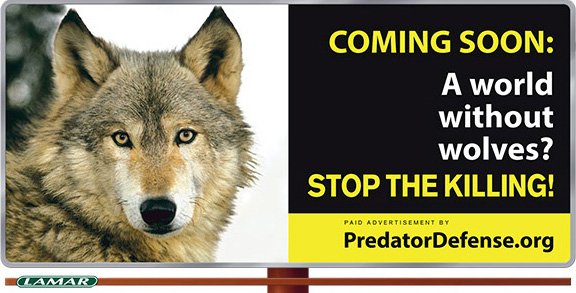 JaynePGB's tweet photo. @TenzinJjack I can't even bear the thought of a world without wolves...😢
#StopWolfHunts
#BanTrophyHunting
#RacingExtinction https://t.co/CBQsWlSjlr