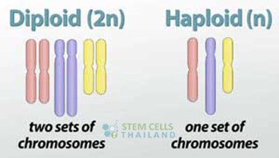 PatrickBoles34's tweet photo. The Haploid cells have just one set of chromosomes, but Diploid cells have two sets of chromosomes. the haploid cells have half of the amount of chromosomes that the Diploid cells have#asexualvssexual https://t.co/k2hCbVOBhi