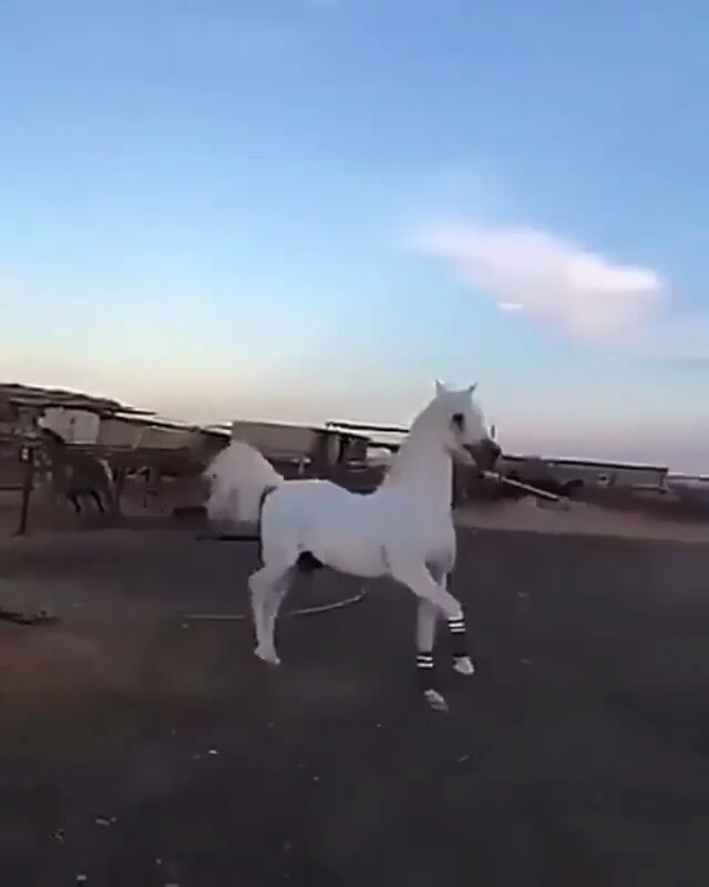 مشاء الله   تبارك هذه لسباق الجمال