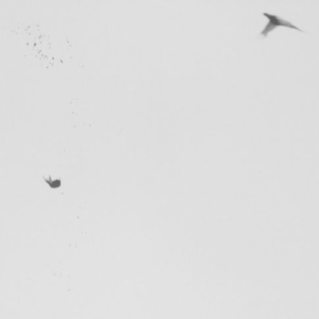 noatpaper's tweet photo. #noated piece by Trine Søndergaard &amp; Nicolai Howalt , "Dying Birds," 2006. #art #black&amp;white #still https://t.co/ihiYRwFoCj