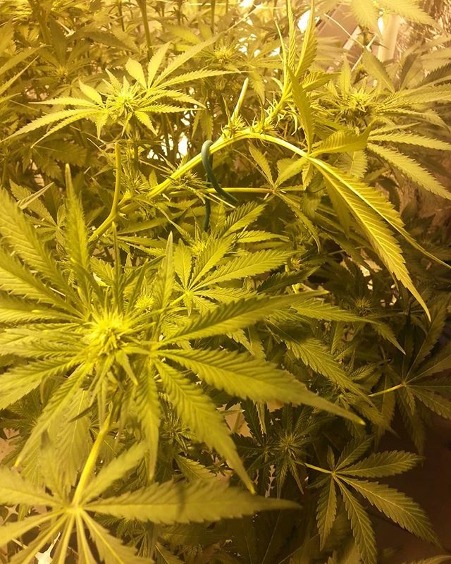 CoGrowSchool's tweet photo. Come tame some canopies with us at our Cultivation 101 seminar Feb. 4-5 in Arvada, CO! https://t.co/lDOlXlA5BI https://t.co/xH4iGcfZlg https://t.co/xAbtcdZa4Y