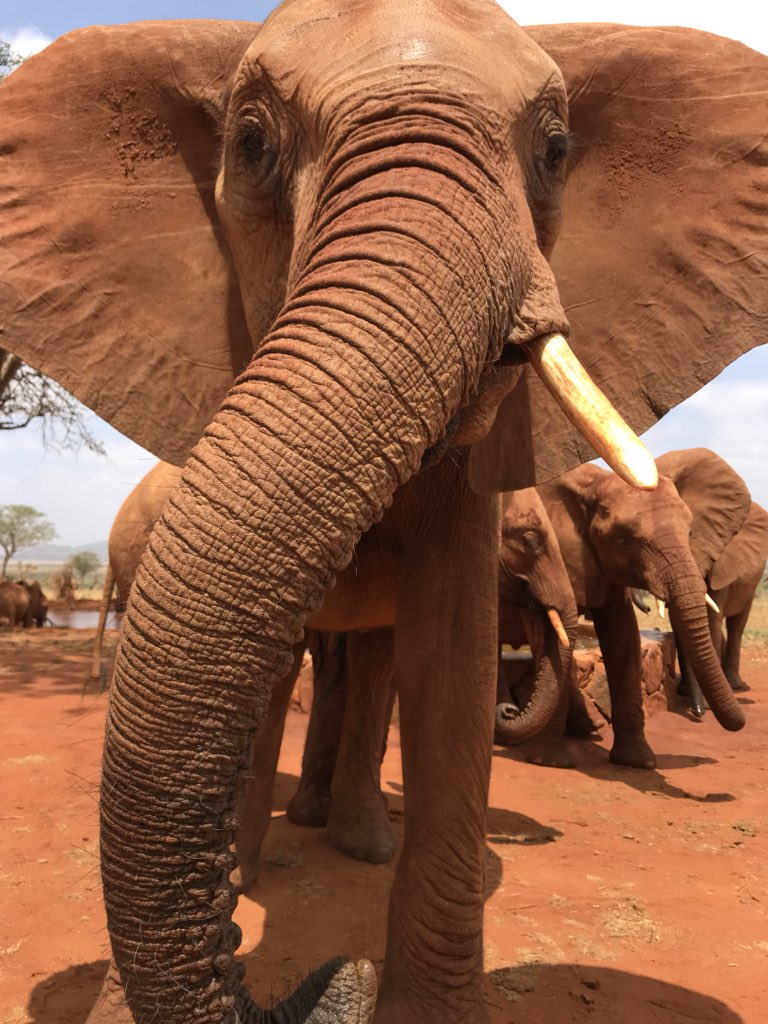 A moment of healing with orphan #elephant Ndii, rescued as an infant &amp; successfully raised by @DSWT - set for life in the wild