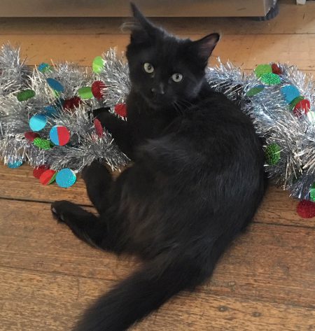 Cat Protection VIC tweet media