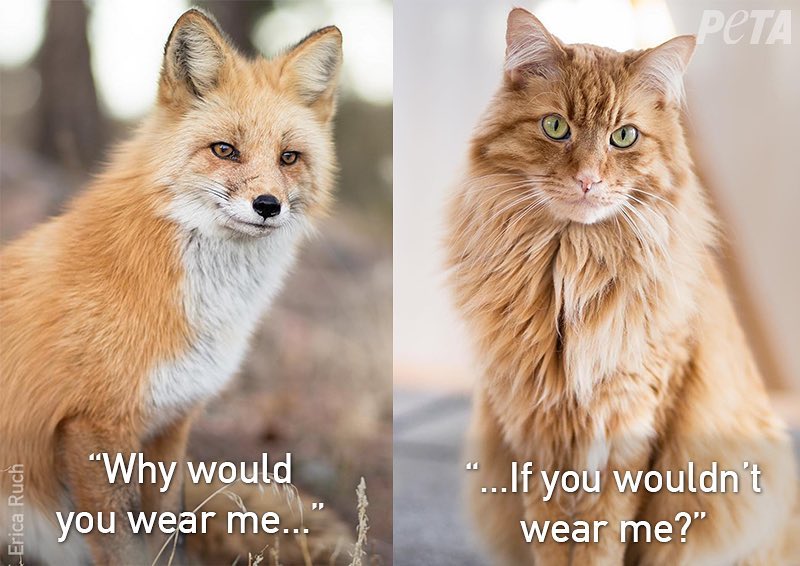 Why love one and kill the other? Fur coats, trim, and accessories are made from the skin of animals who didn’t want to die 💔 #FurIsDead #ShopVegan