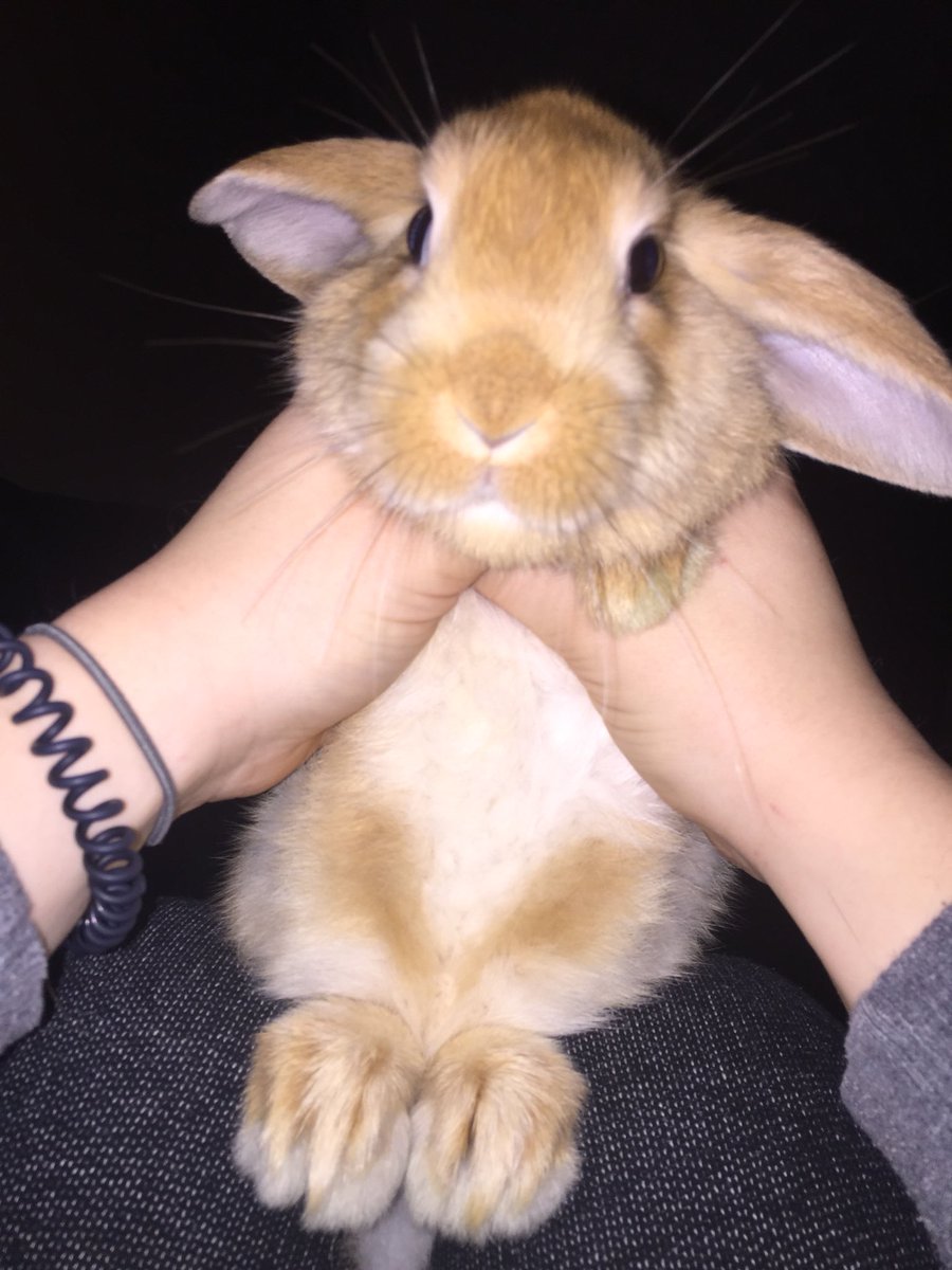 Bunny or furby???