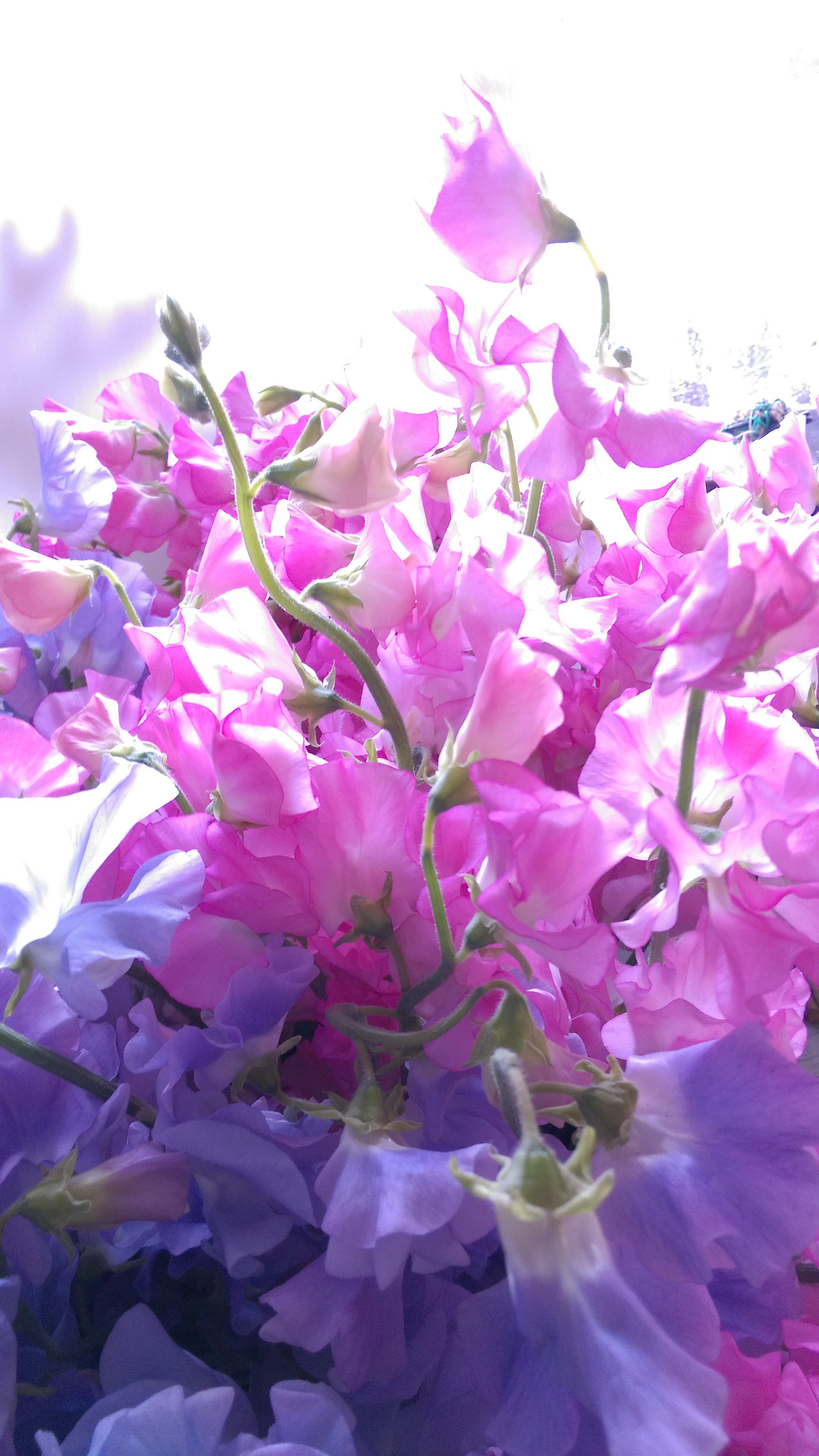 花ようび Peeee Twitter