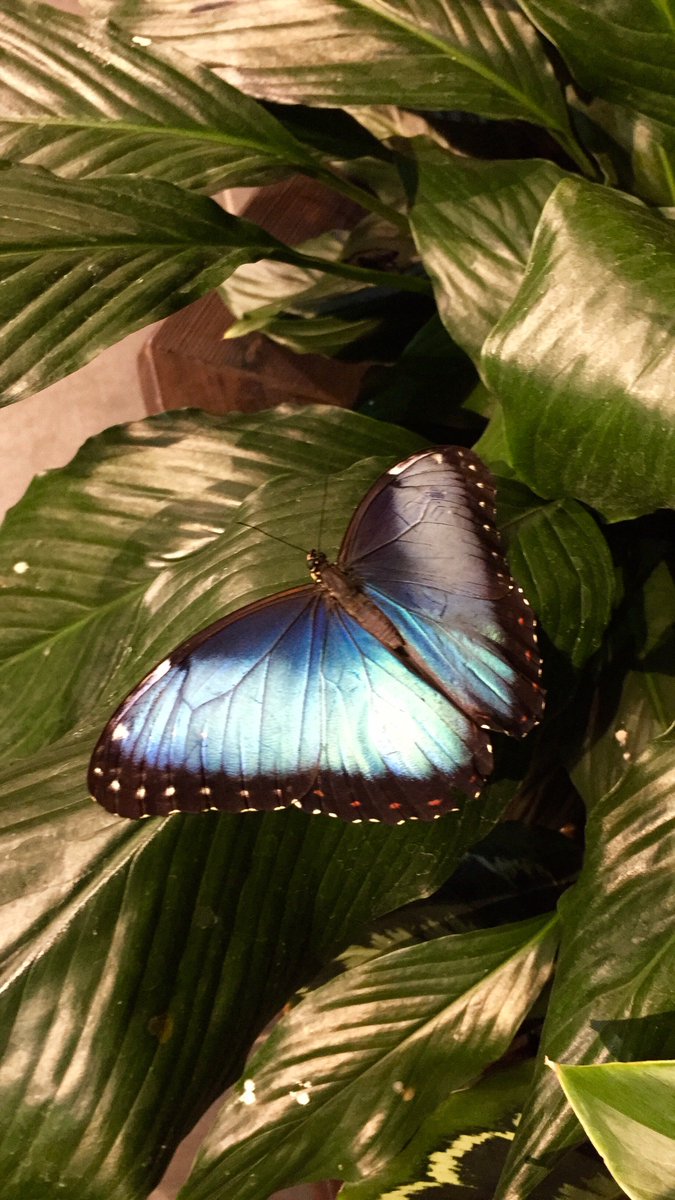 StudentsOnIce's tweet photo. Did you know that there are 275 species of butterflies in Canada? Some of them can be found as far north as the Arctic Circle! Check out #ButterfliesattheMuseum @MuseumofNature Thanks for having us! 🦋 https://t.co/TuILuT1JL0