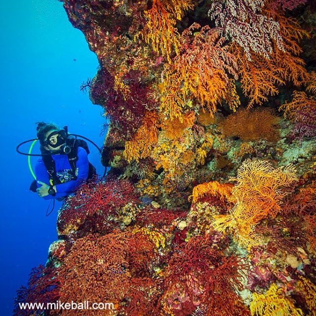 mikeballdive's tweet photo. Swim along walls festooned with colorful corals at North Horn at Osprey Reef. #spoilsportlive #mikeballdive #sylviaearle #thisismyparadise #thisisqueensland Photo by @seajewlz #stateofthereef2018 #IYOR2018 #thalassophile exploreTNQ #exploreGBR #diver #no… https://t.co/HMEZuIPfEp https://t.co/5TssUIlUZ8