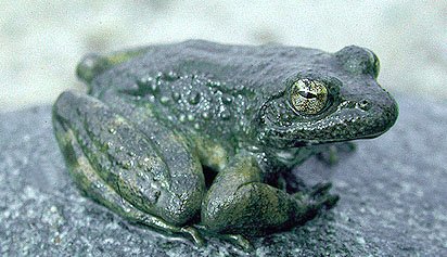 mrr321_ees's tweet photo. In California, the Foothill Yellow-legged Frog is facing challenging circumstances due to fast moving water and dams in the region. Only through changing/controlling dam flow can the frogs population bounce back #ees028 #eol https://t.co/ai4eGVVLte https://t.co/U9uuNKuPXr